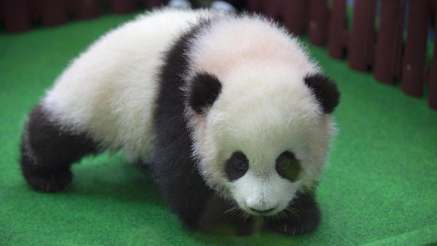 Baby-panda (Ansa)