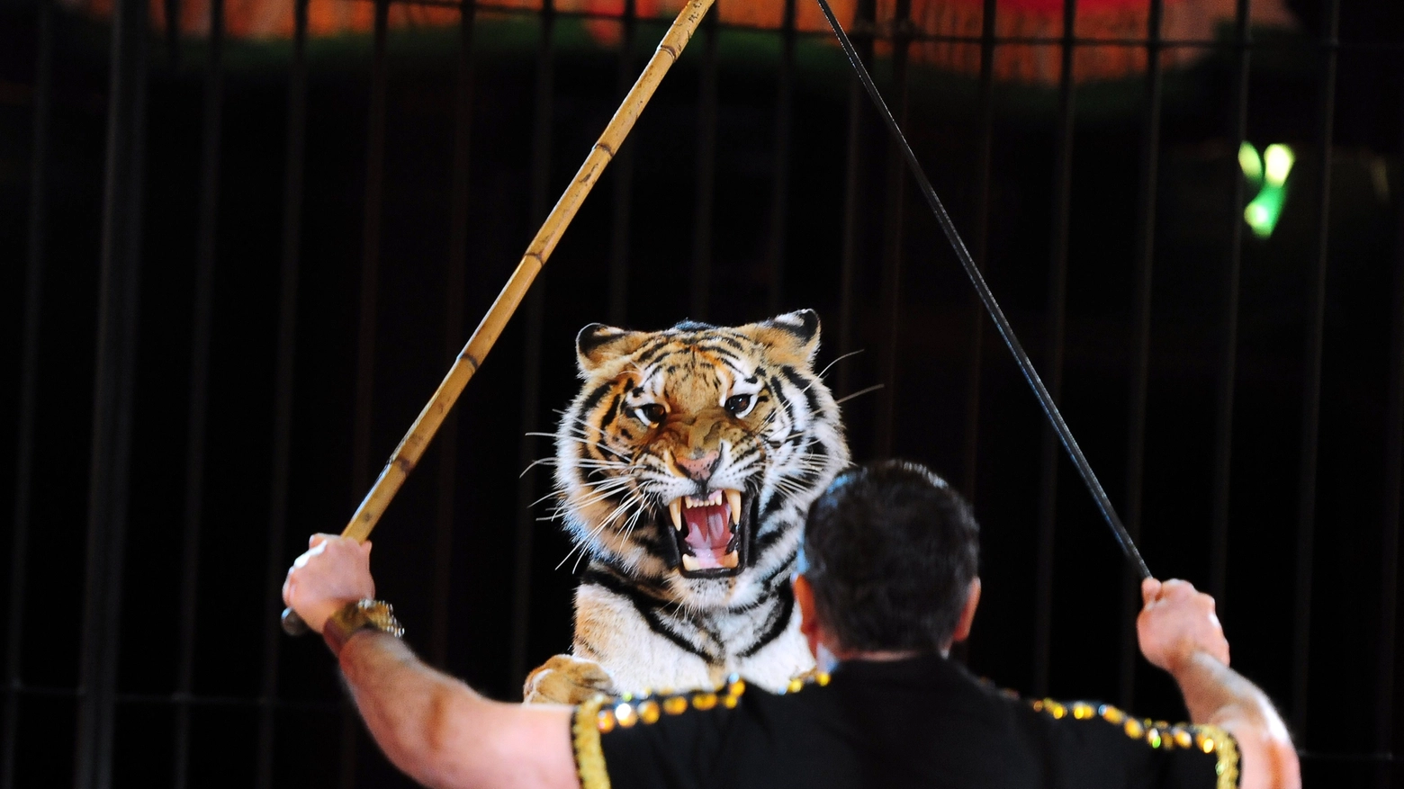 Tigre in un circo in una foto d'archivio (AFP)