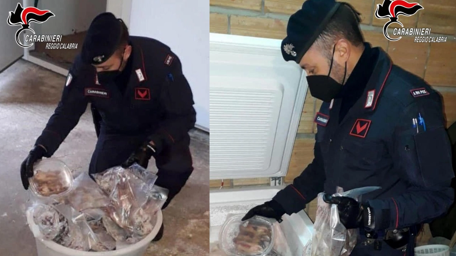 I ghiri trovati nei freezer dai Carabinieri di Reggio Calabria