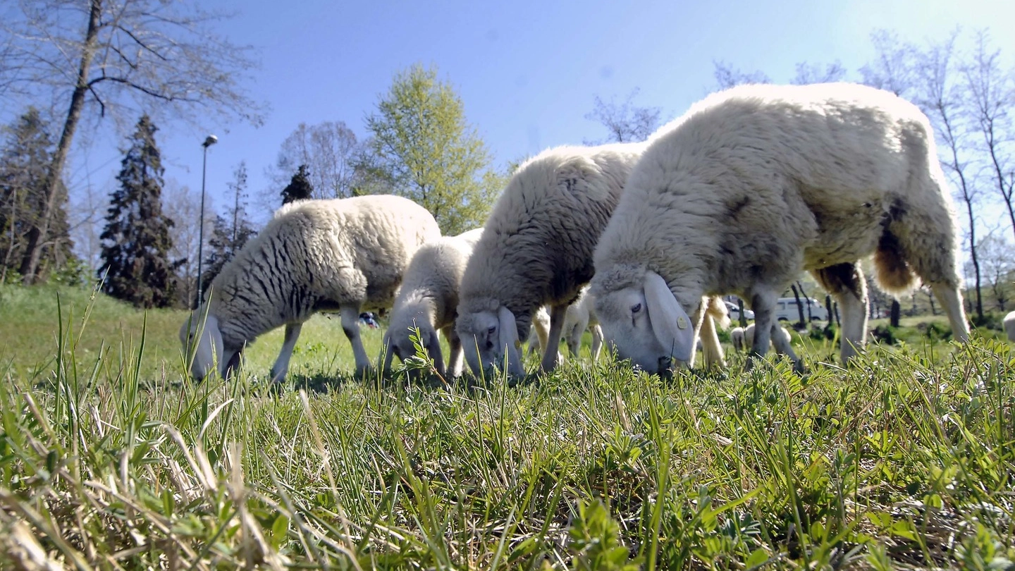 Alcune pecore brucano l'erba del Parco del Meisino, a Torino (Ansa)