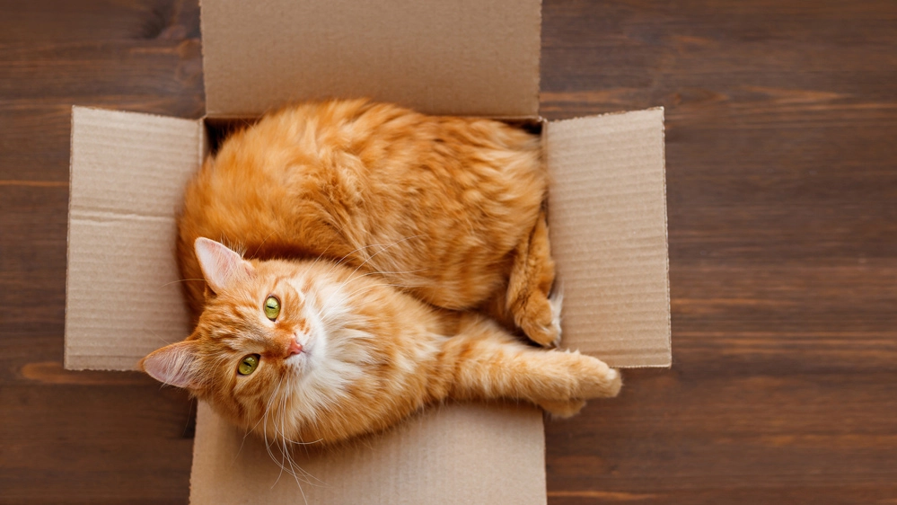 Le scatole sono una tentazione irresistibile per i gatti