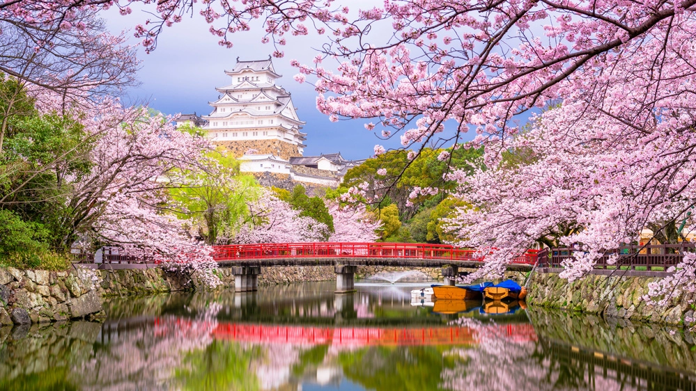 La fioritura dei ciliegi in Giappone è uno spettacolo unico al mondo