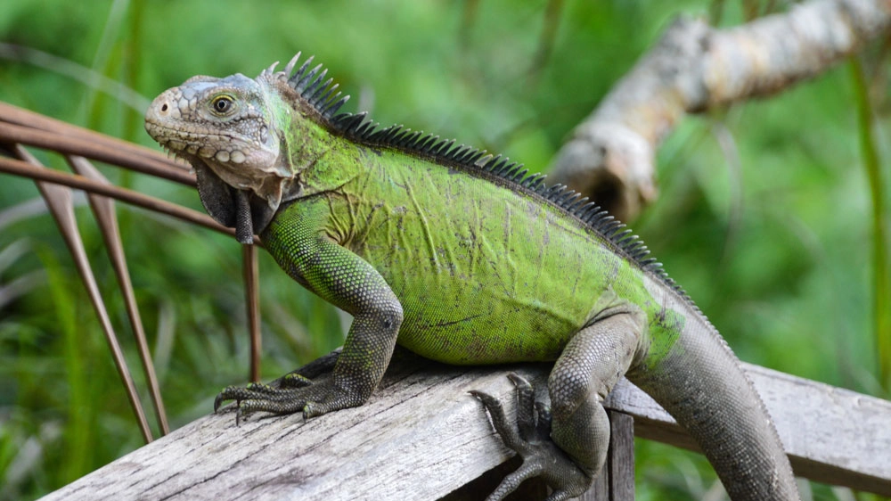 Un'iguana