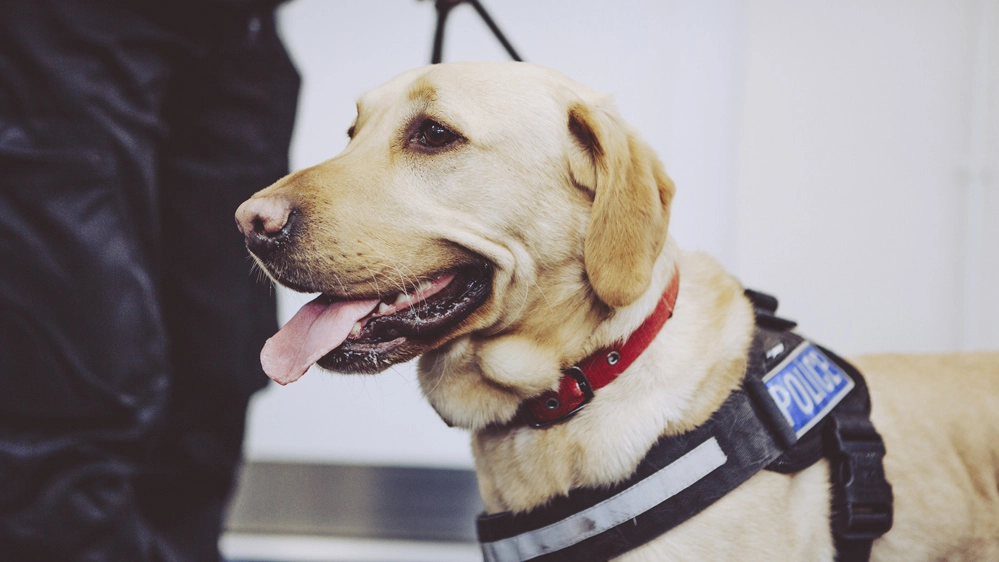 I cani addestrati possono fiutare il Covid-19 negli esseri umani