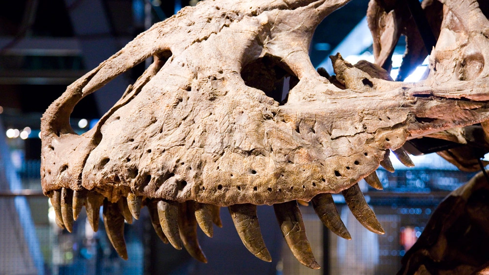 Cranio di tirannosauro