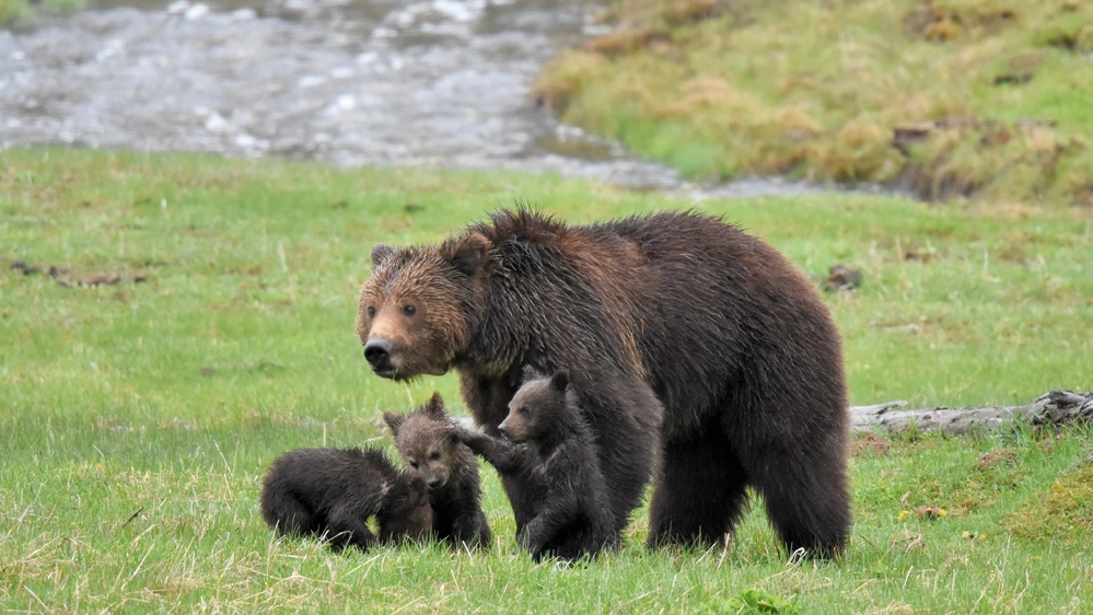 Grizzly nel parco di Yellowstone - Foto: mlharing/iStock