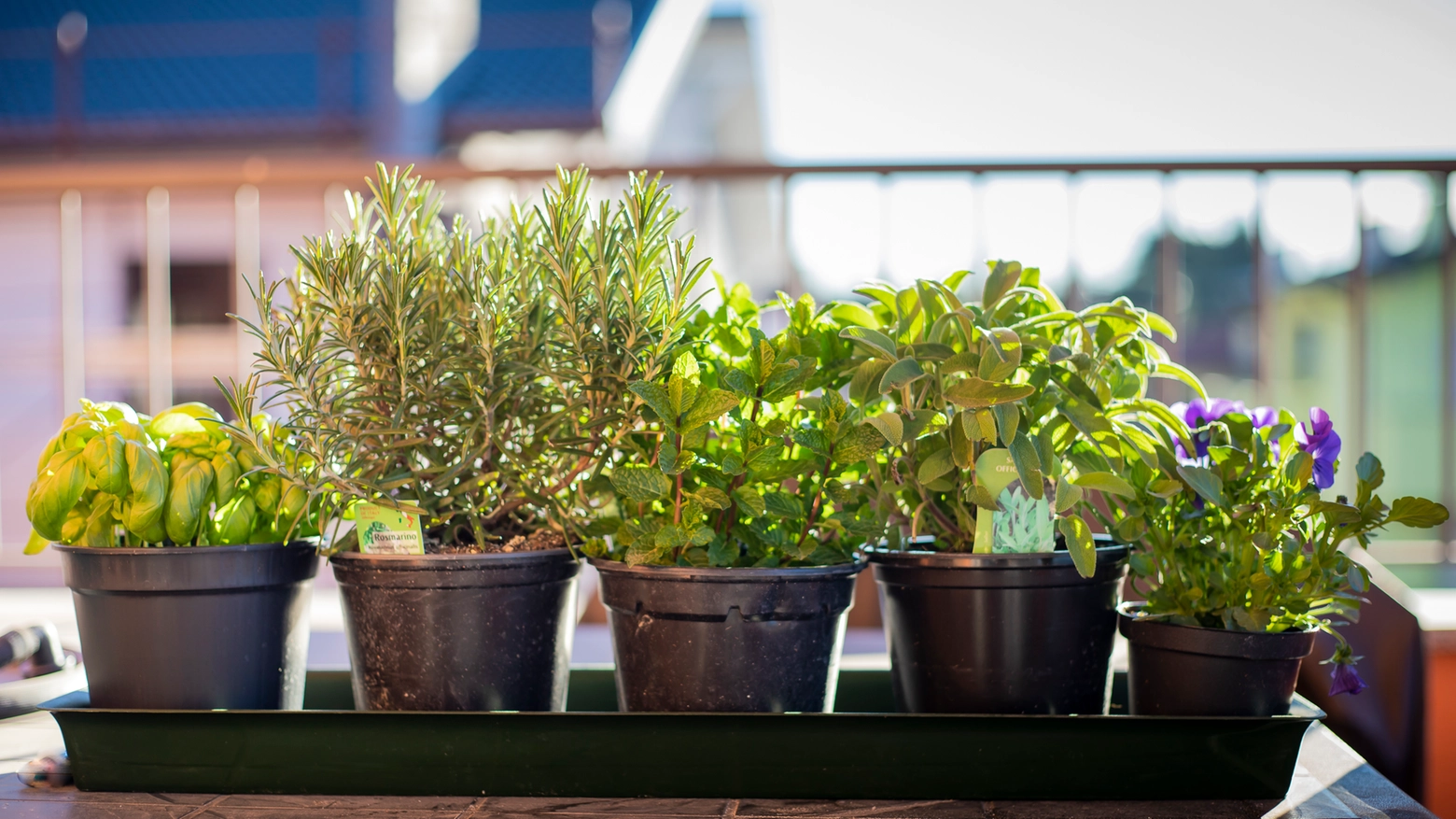 Come coltivare le erbe aromatiche sul balcone di casa