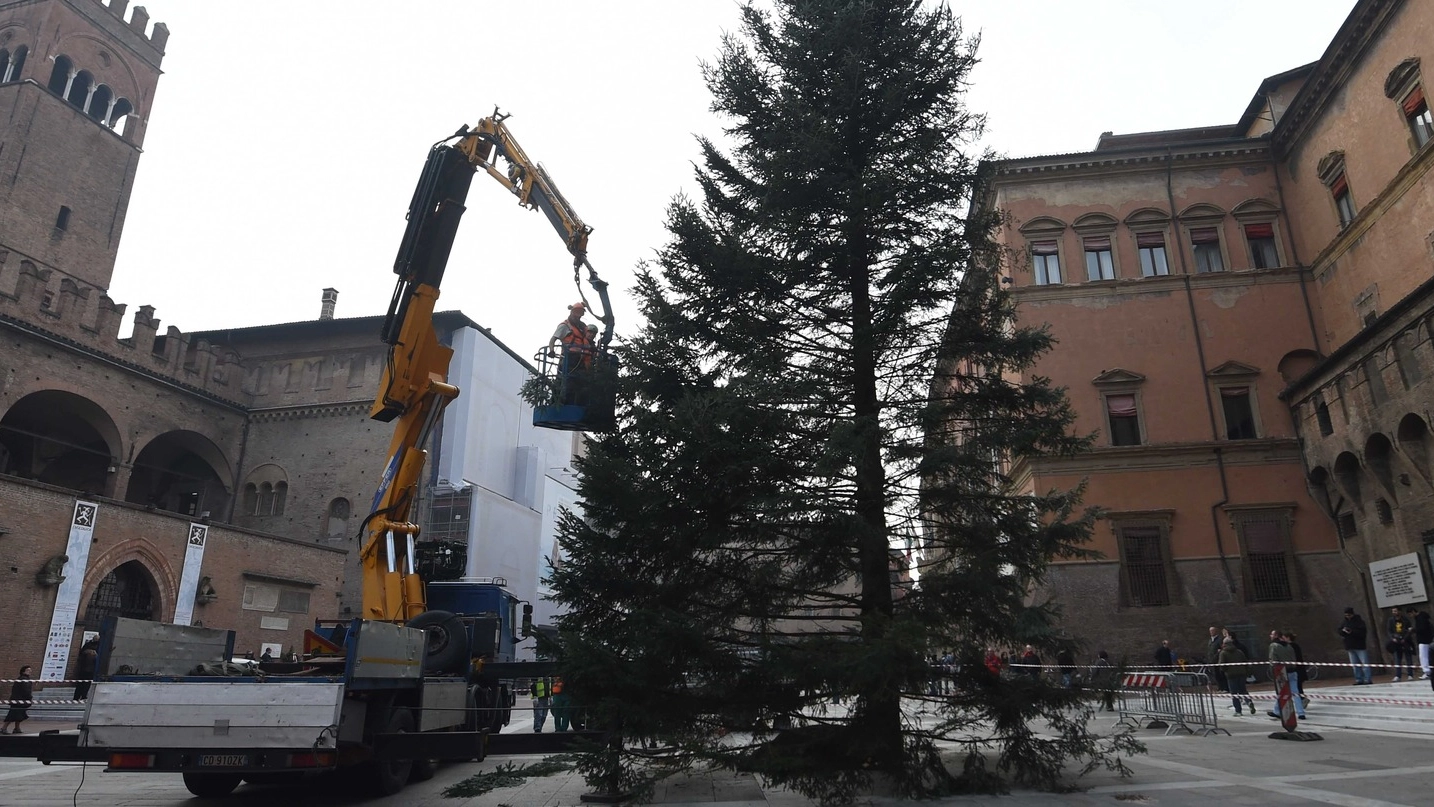 L’albero di Natale in piazza Nettuno (fotoschicchi)