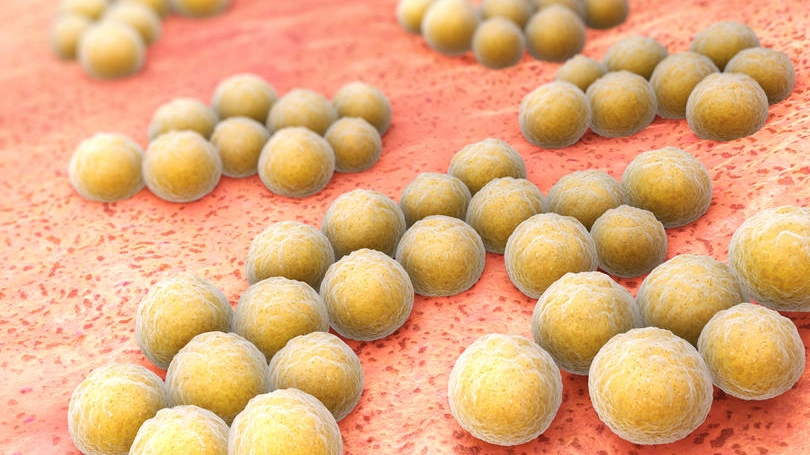 Il batteri MRSA resistono ai comuni antibiotici (Foto: Alexey Kotelnikov/Alamy/Olycom)