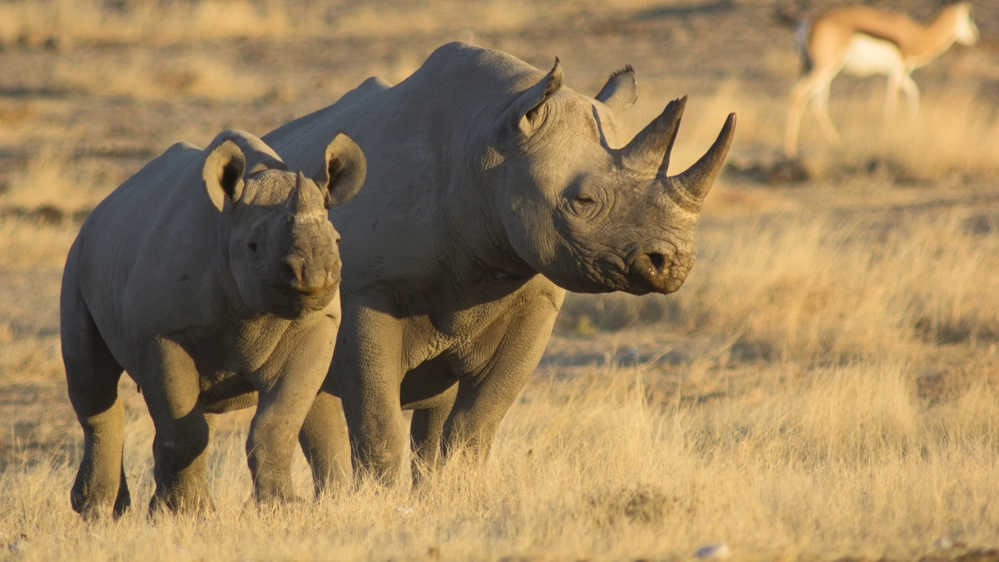 Restano solo 5630 esemplari di rinoceronte nero in Africa