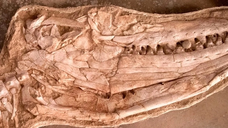 Il fossile ritrovato in Marocco