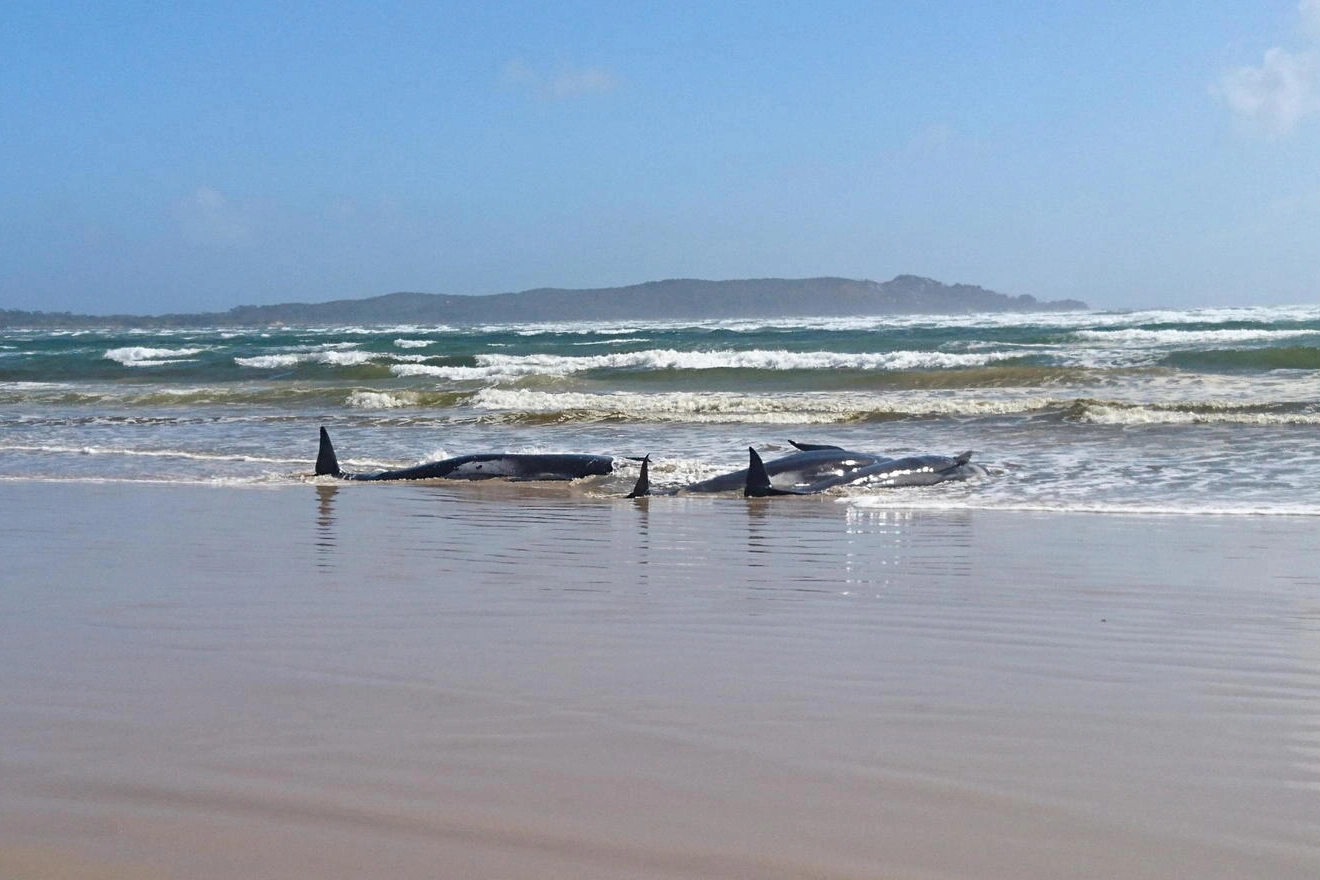 Balene spiaggiate in Tasmania (Ansa)