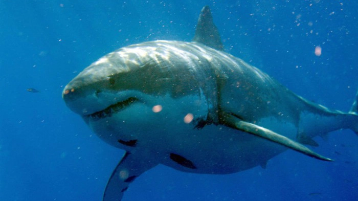 Un esemplare di squalo bianco nelle acque del Messico (Foto: Olycom)