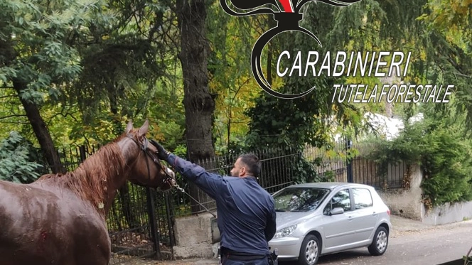 Cavallo imbizzarrito salvato dai carabinieri 