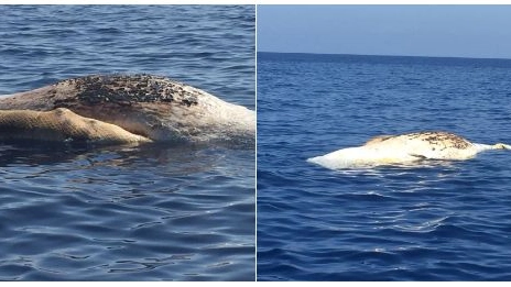 Il cetaceo morto al largo di Palmarola