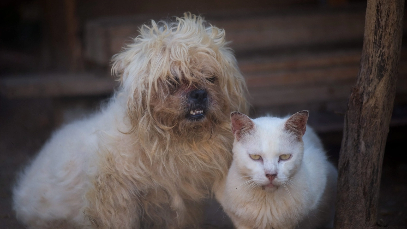 Cane e gatto in una foto di repertorio (Ansa)