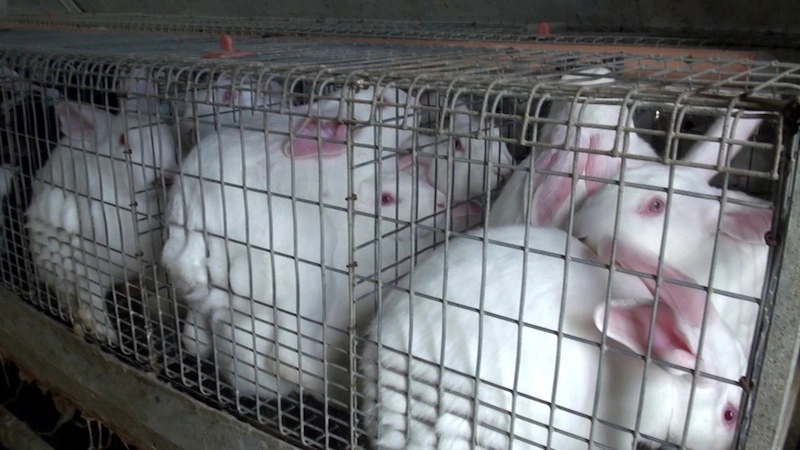 Conigli in gabbia senza potersi neanche muovere