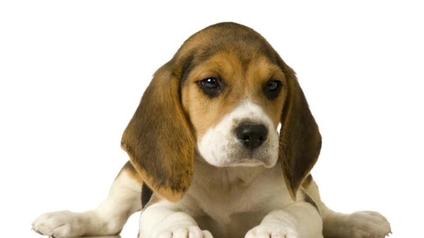 Beagle in una foto LNDC