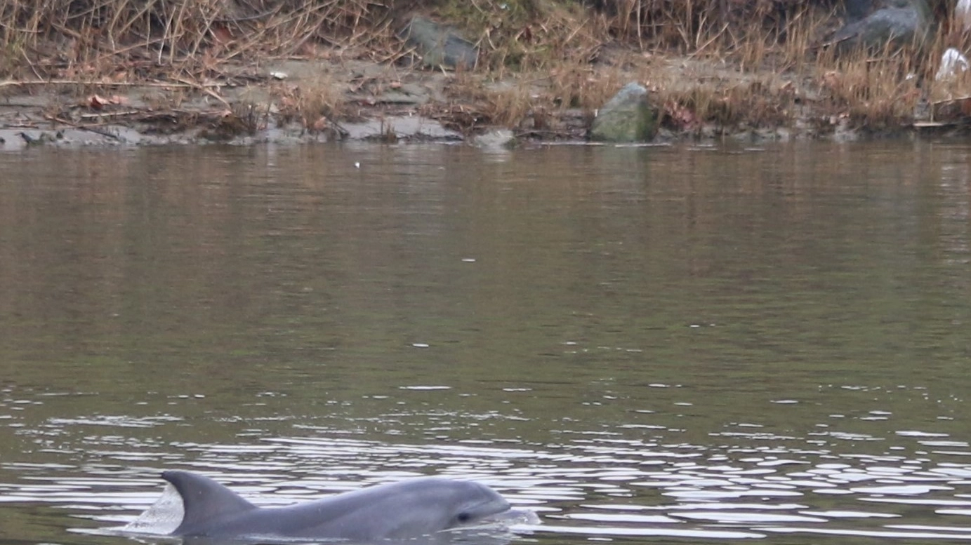 Il delfino che ha scelto l'Arno come casa (Foto Valtriani)