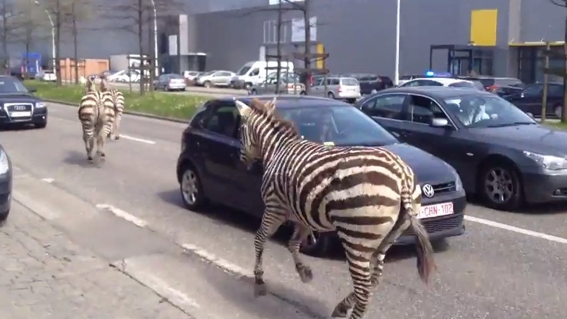 Zebre scappate da uno zoo seminano il panico a Bruxelles