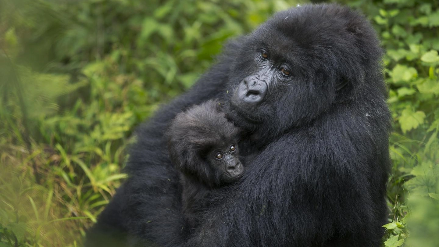 Gorilla con il piccolo in una foto Ansa