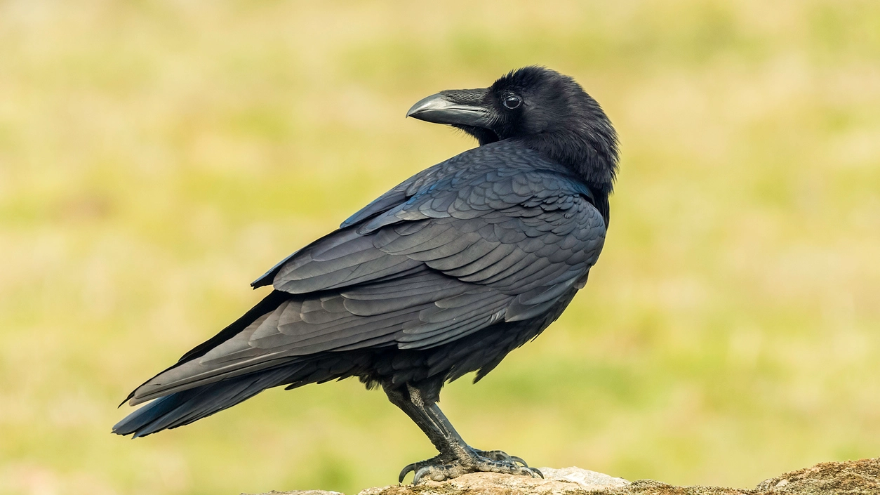 I corvi hanno un cervello finissimo - foto fsanchex Istock