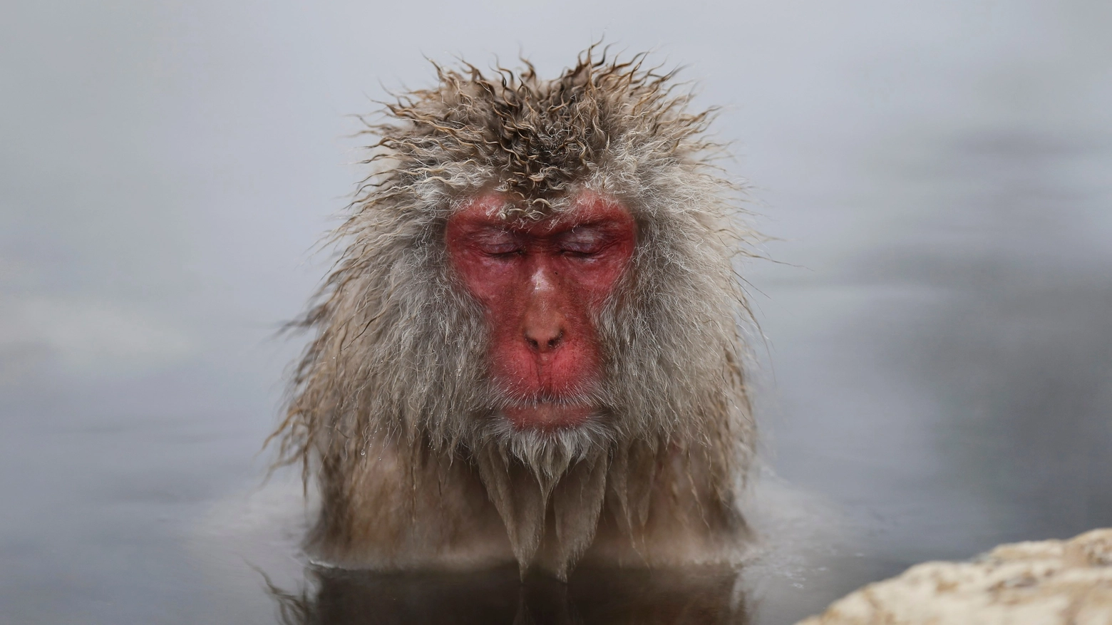 Macaco giapponese in una foto Reuters