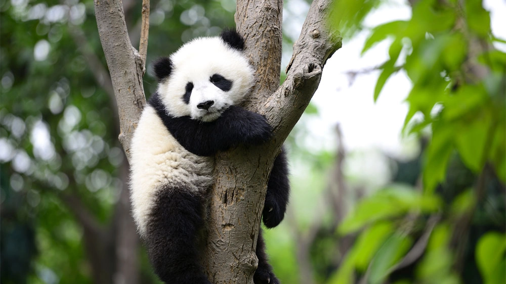 Un cucciolo di panda gigante