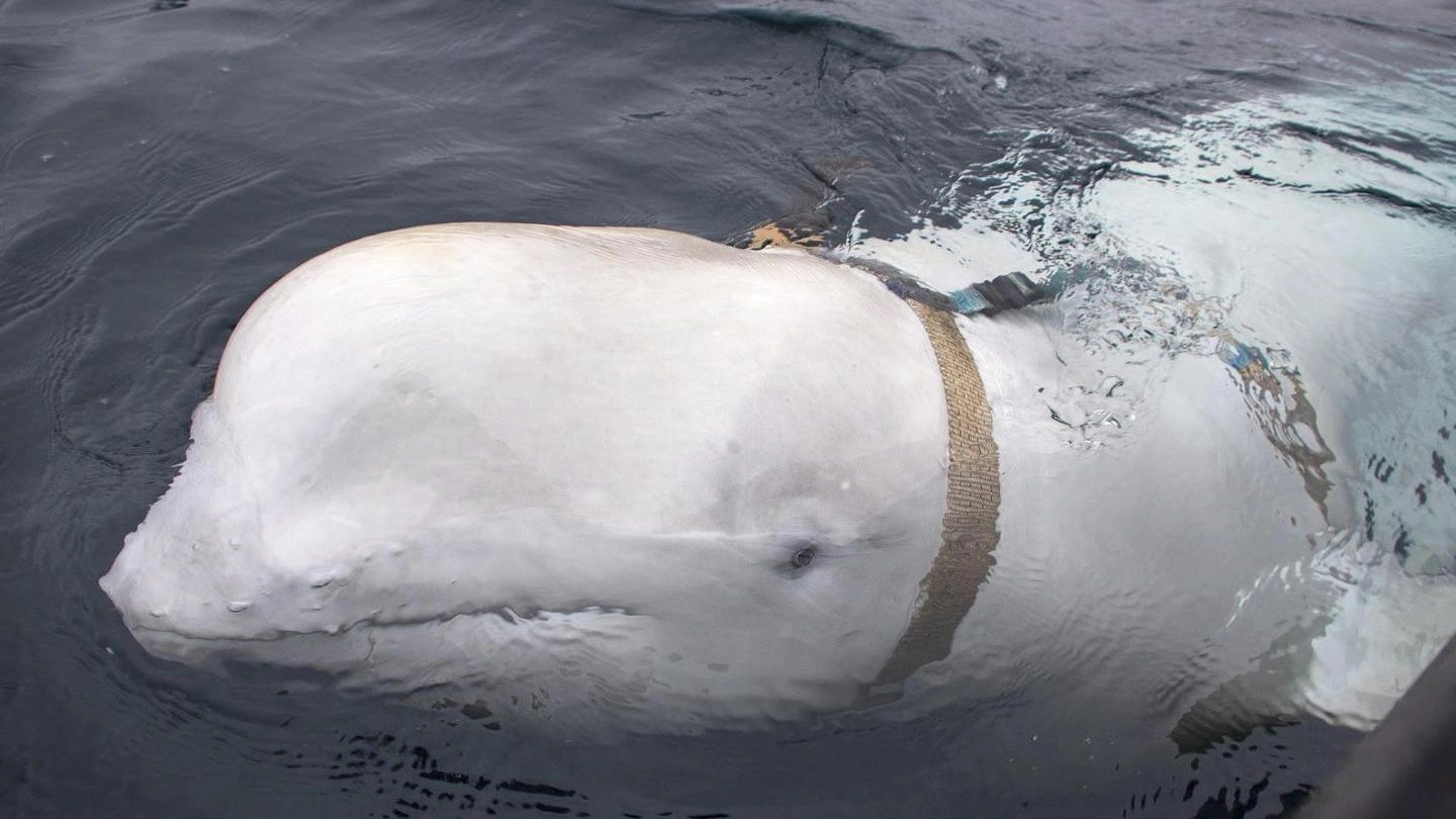 Il beluga con il misterioso collare trovato in Norvegia (Ansa)