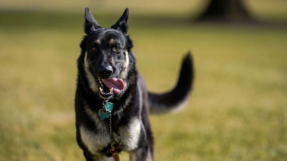 Il first dog Major (foto Adam Schultz, fotografo ufficiale della Casa Bianca)