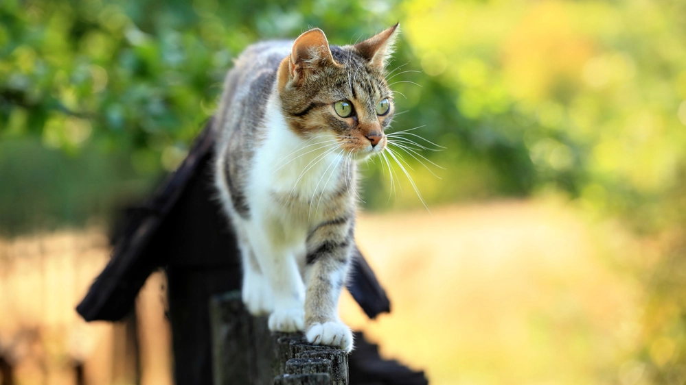 I gatti domestici hanno un grosso impatto ecologico