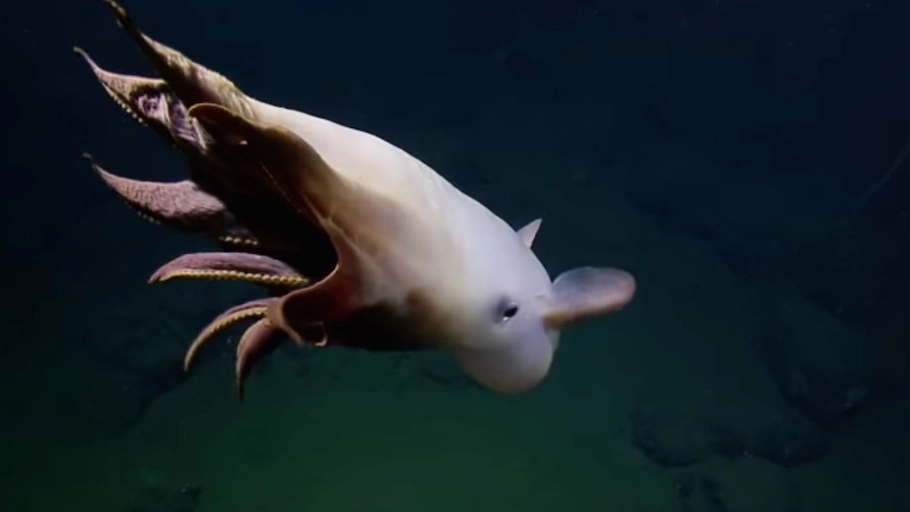 UN frame del video del polpo Dumbo - foto EV Nautilus