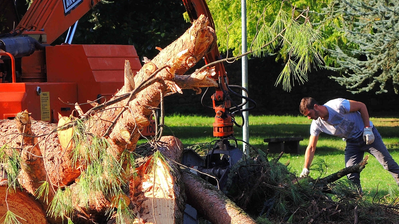 Operazione di bonifica alberi in piazza della Resistenza (FotoCastellani))