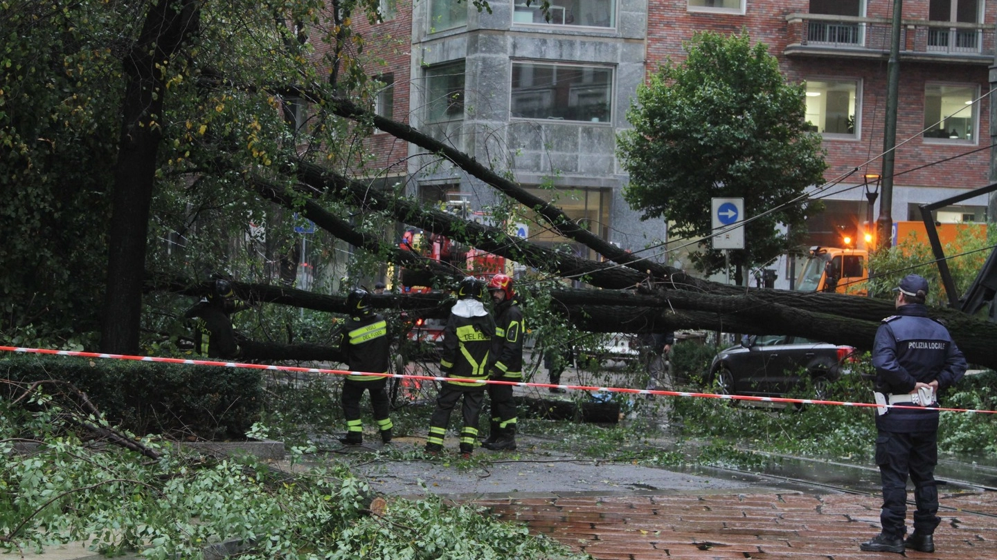 Un enorme albero caduto a Milano (Newpresse)