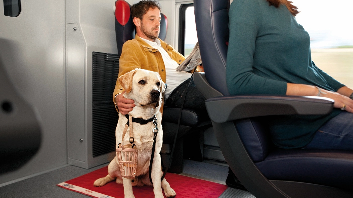 Cane in viaggio su un treno Italo