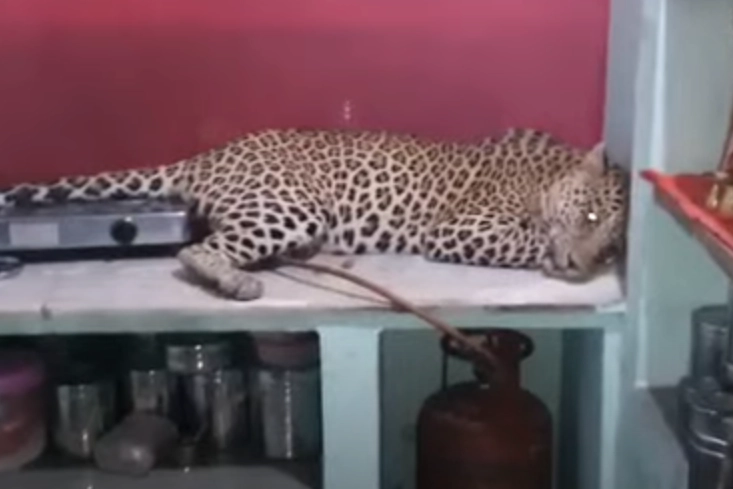 Il leopardo trovato in una cucina in India 