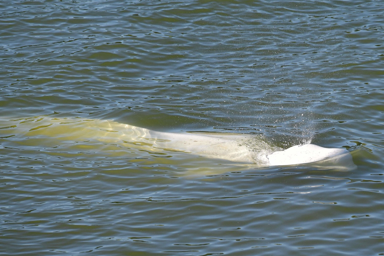 Beluga avvistato nella Senna