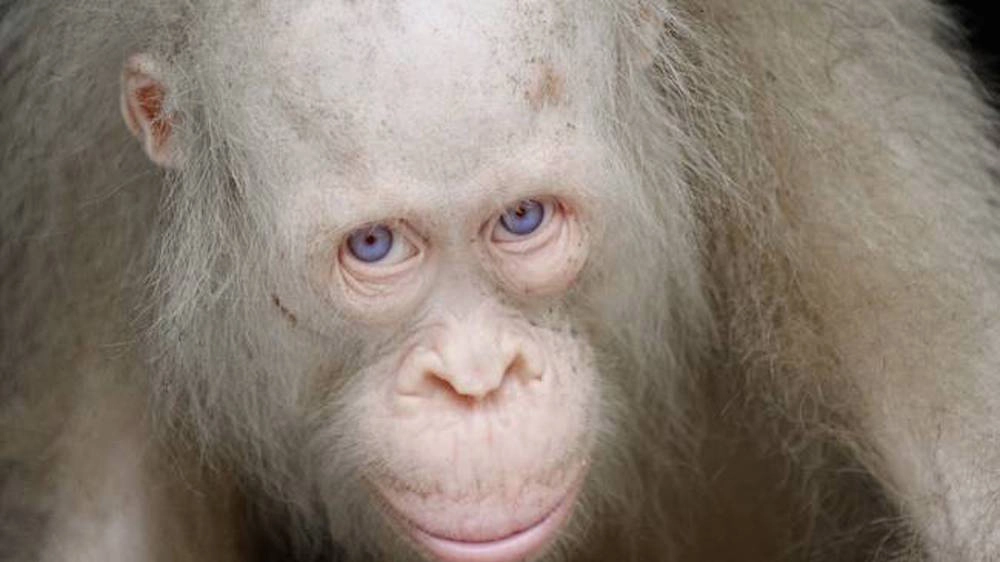Alba, l'orango albino salvato in INdonesia - foto BOS