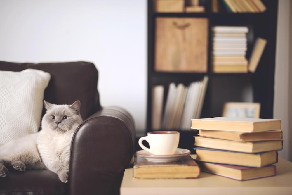 Sei libri sui gatti, da non perdere