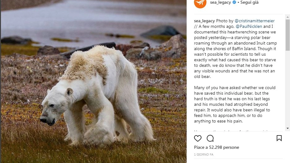 La foto dell'orso polare in fin di vita pubblicata su Instagram