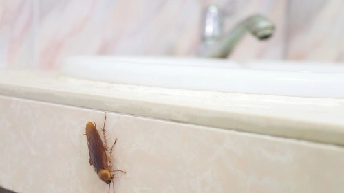 Soluzioni / Come risolvere la fastidiosa presenza di insetti in casa