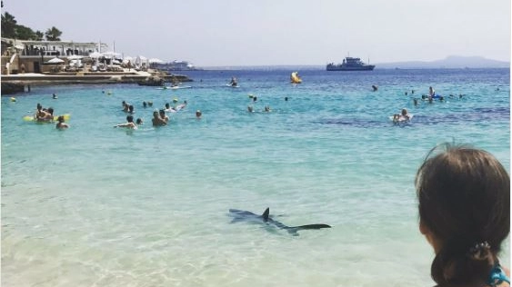 Maiorca, panico per uno squalo tra i bagnanti (Foto Twitter)