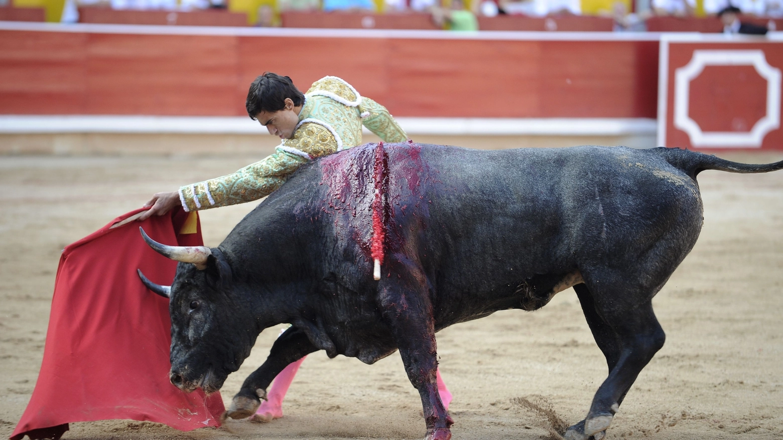 Il toro ucciso dal torero in una foto AFP