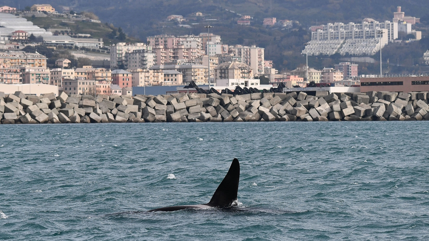 Le orche davanti all'imboccatura del porto di Voltri (Ansa)