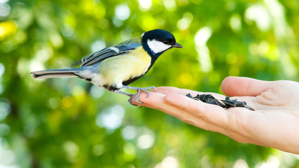 La curiosa correlazione fra uccelli, stipendio e felicità
