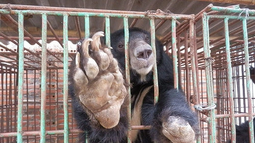 Orso rinchiuso in una fattoria della bile in Vietnam