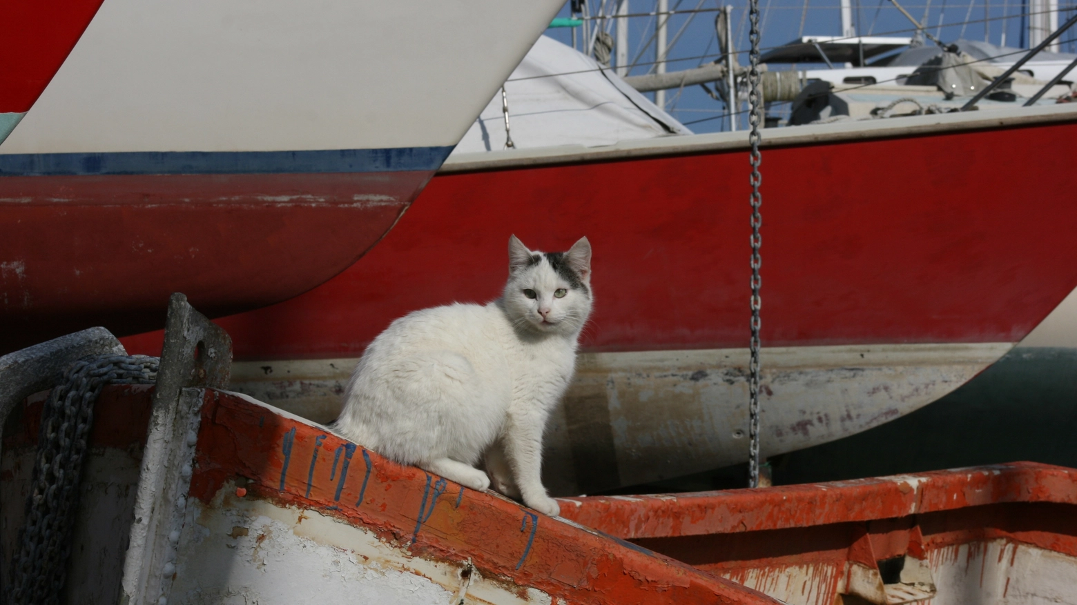 Gatto su una barca in una foto di repertorio (L.Gallitto)