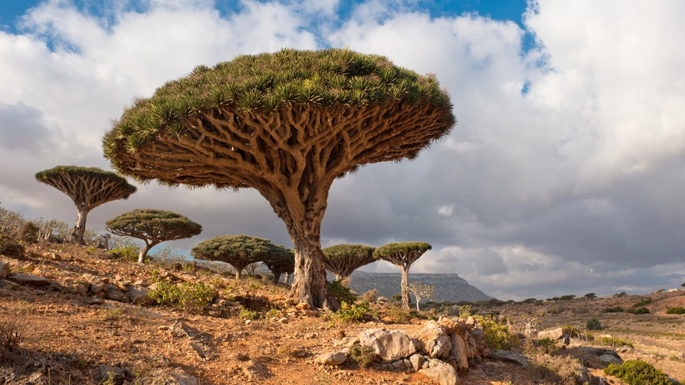L'albero del drago dell'isola di Socotra
