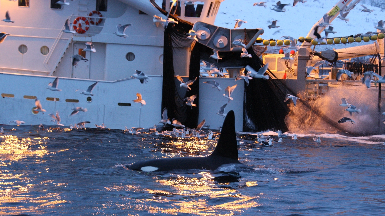 Orche, continuano gli attacchi alle imbarcazioni
