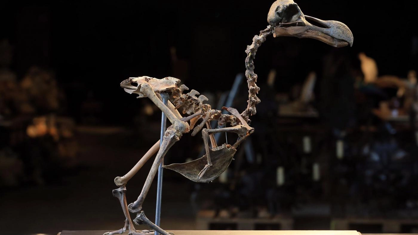 Lo scheletro di dodo venduto all'asta - Foto: Gareth Fuller/PA Wire